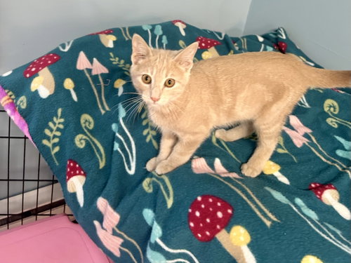 Reed, an adoptable Domestic Short Hair in Forest Lake, MN