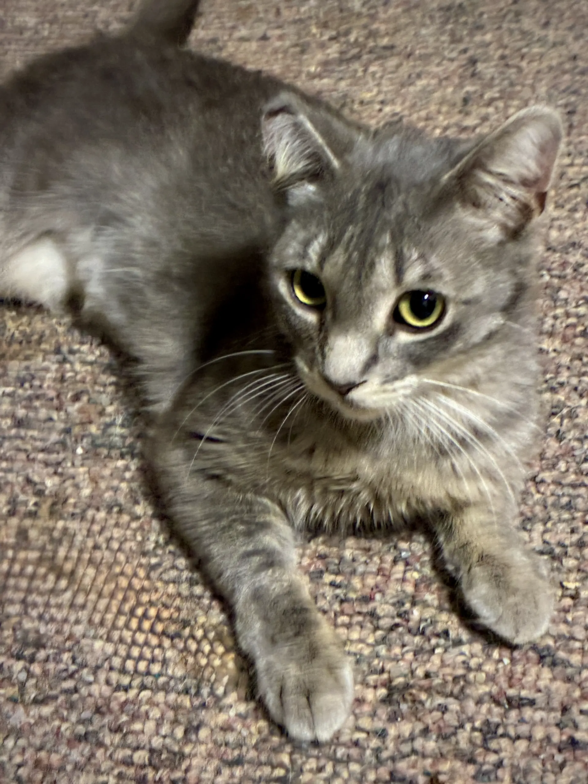 Freda - Domestic Short Hair
