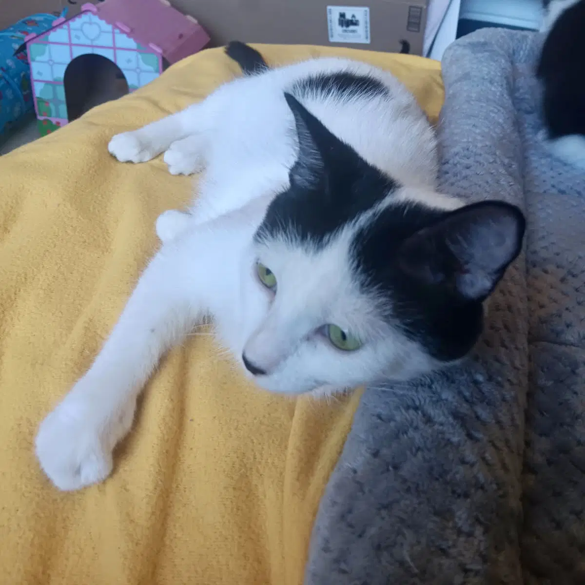 Barbara - Domestic Short Hair