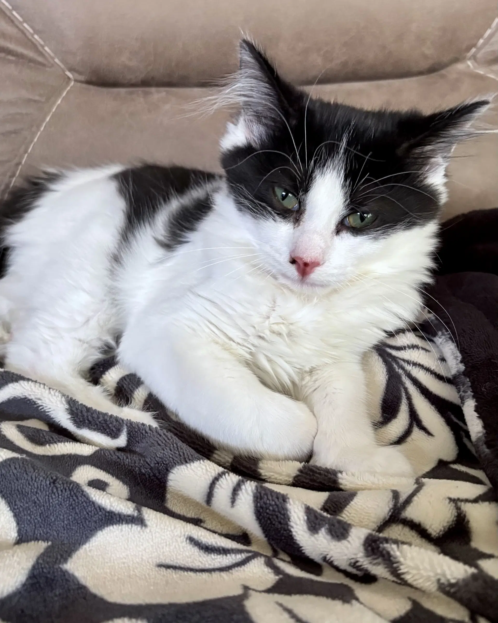 Doodle Bob - Domestic Medium Hair