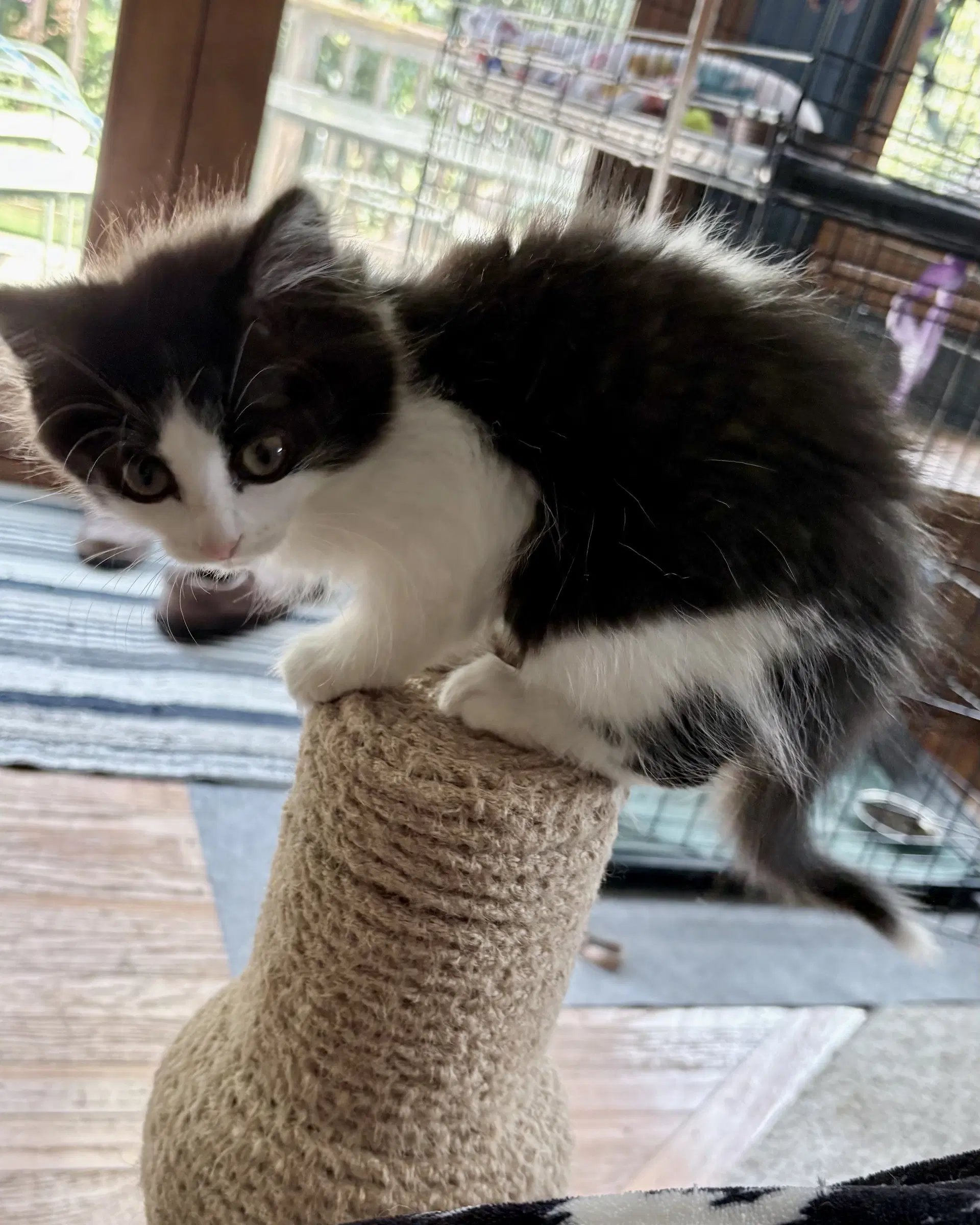 Mrs Puff - Domestic Medium Hair