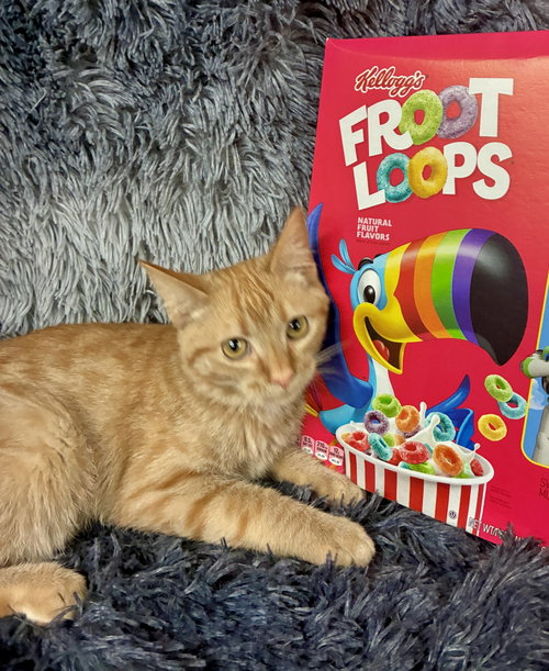 Froot Loops, a cat for adoption from St. Francis of Assisi Animal Rescue