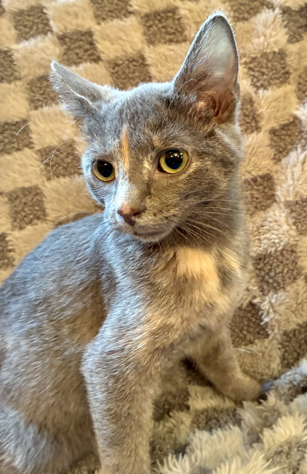 Trix
