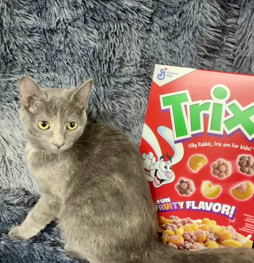 Trix, a cat for adoption from St. Francis of Assisi Animal Rescue