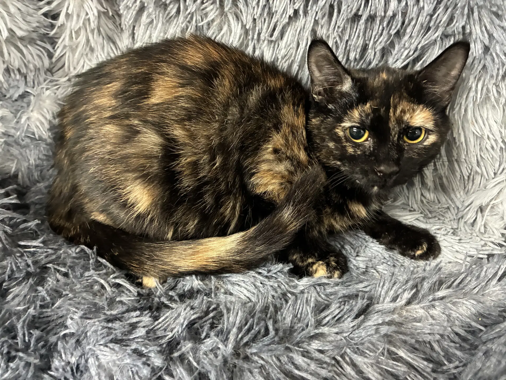 Kokomo - Domestic Short Hair