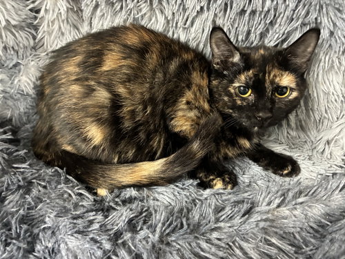 Kokomo, a cat for adoption from St. Francis of Assisi Animal Rescue