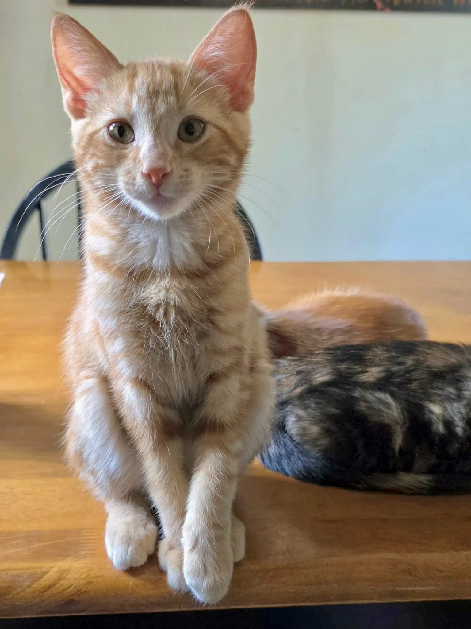 Key Largo - Domestic Short Hair