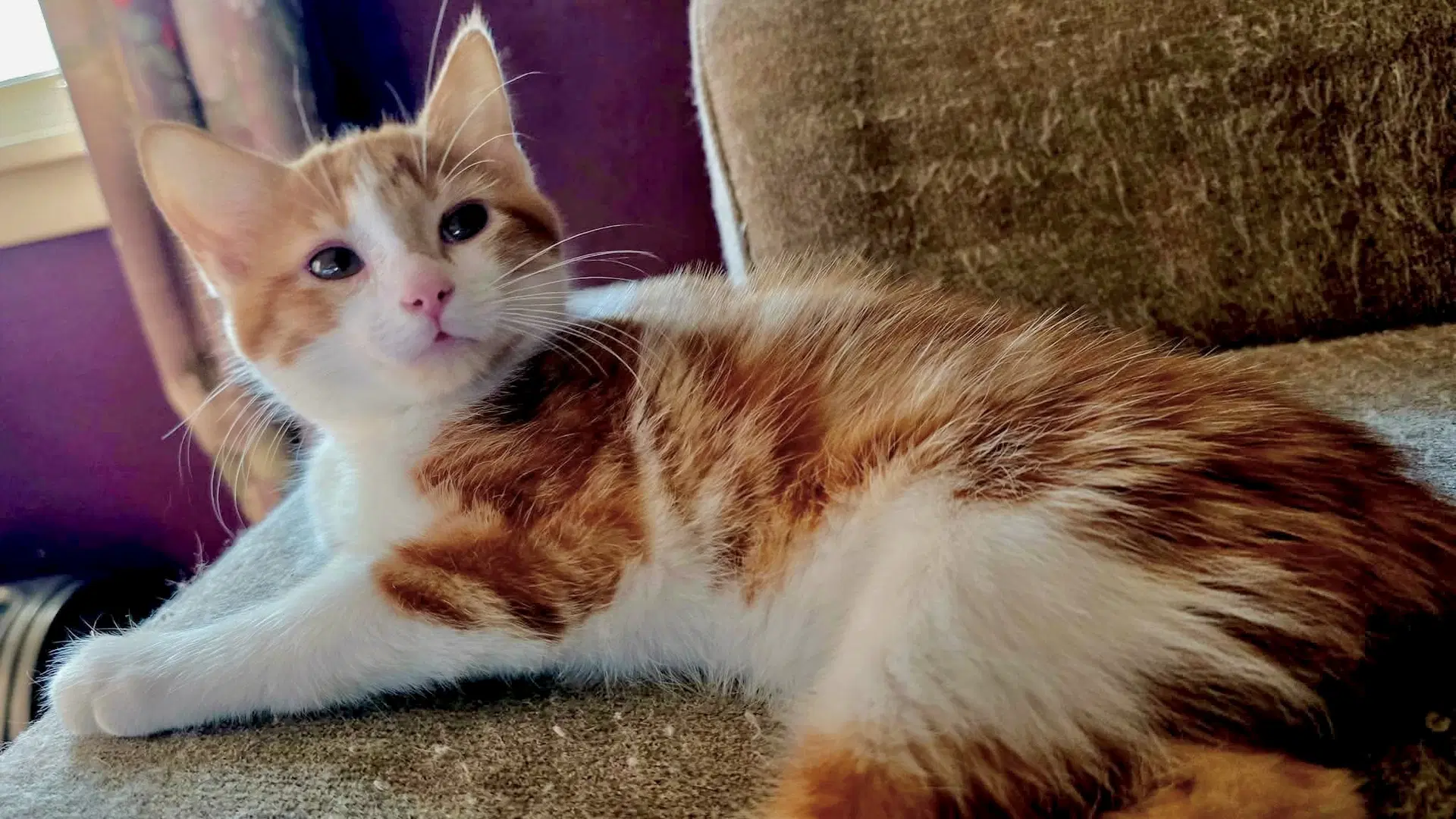 Bahama - Domestic Short Hair