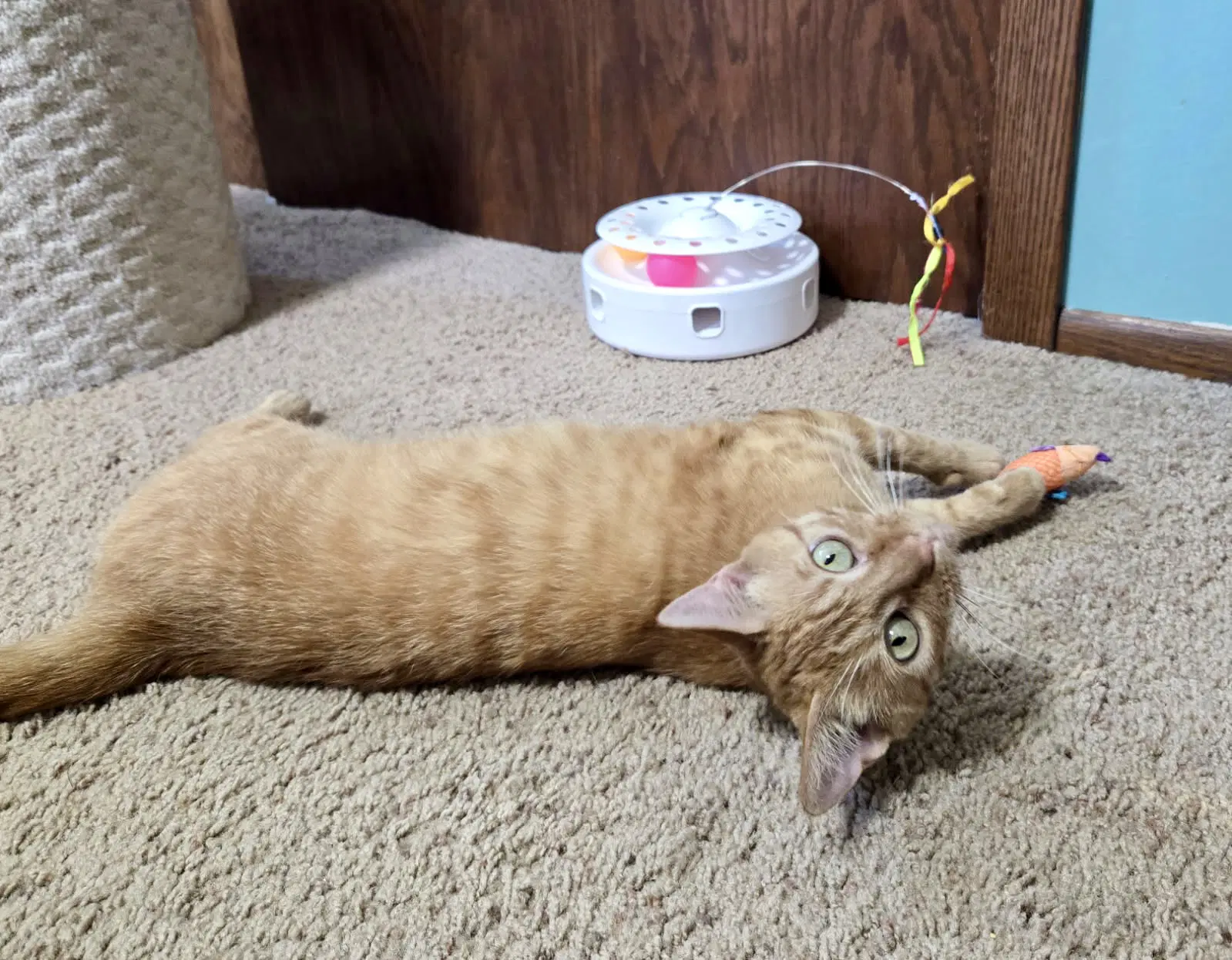 Mariska - Domestic Short Hair