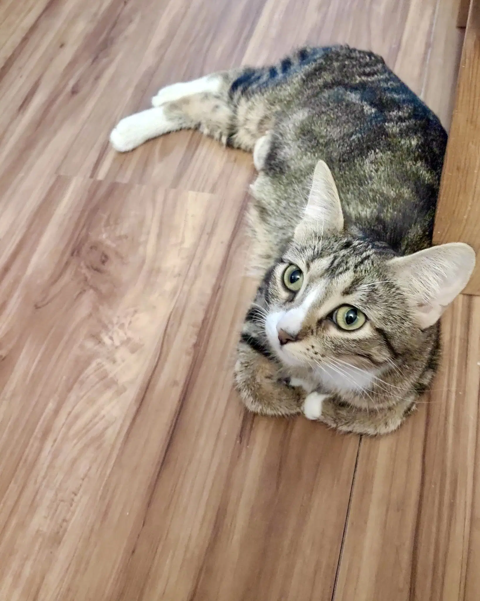 Chala - Domestic Short Hair