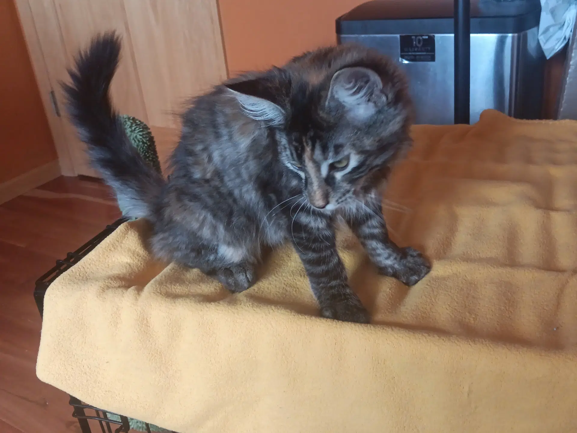 Sunflower - Domestic Long Hair