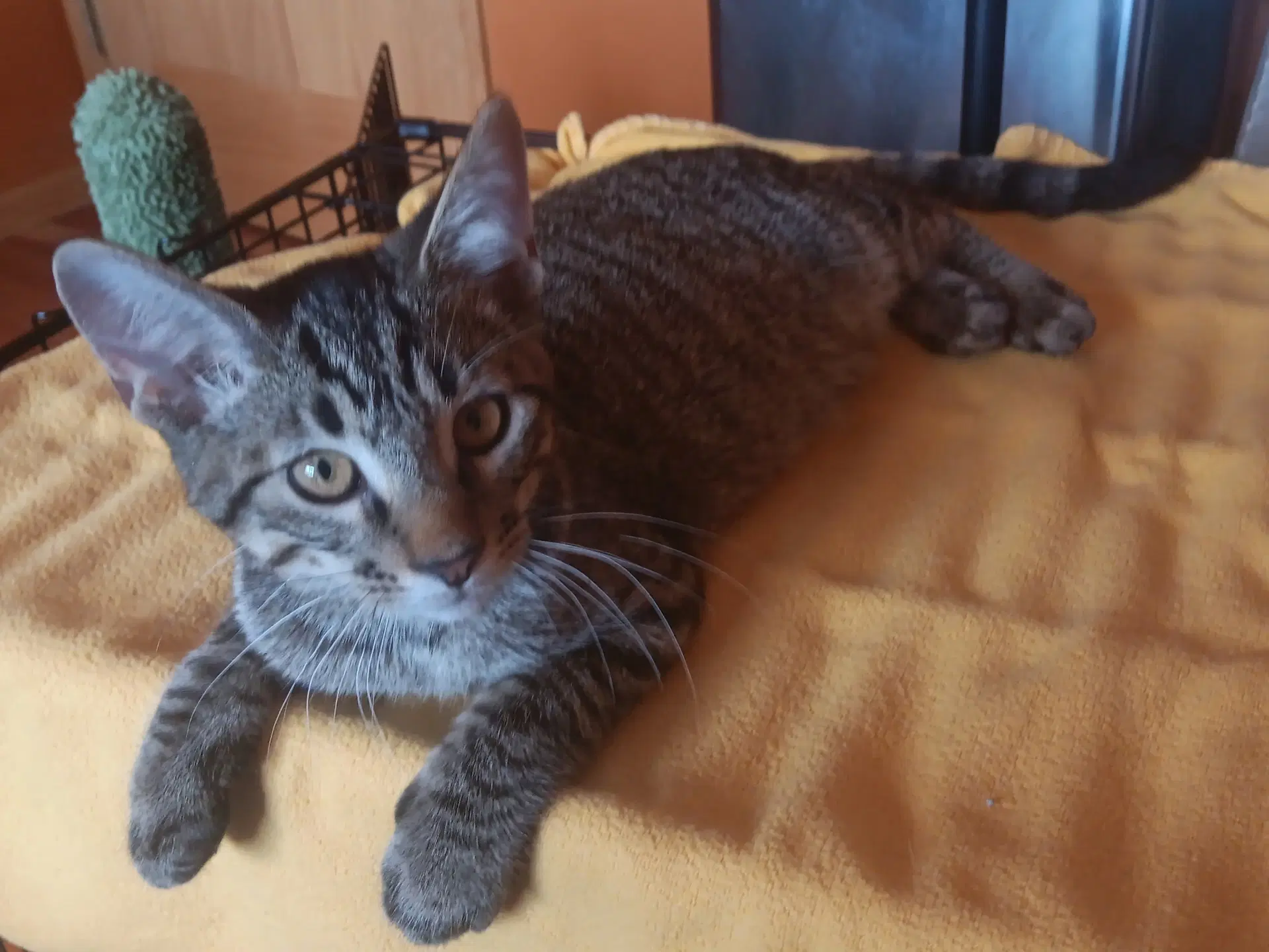 Starlight - Domestic Short Hair