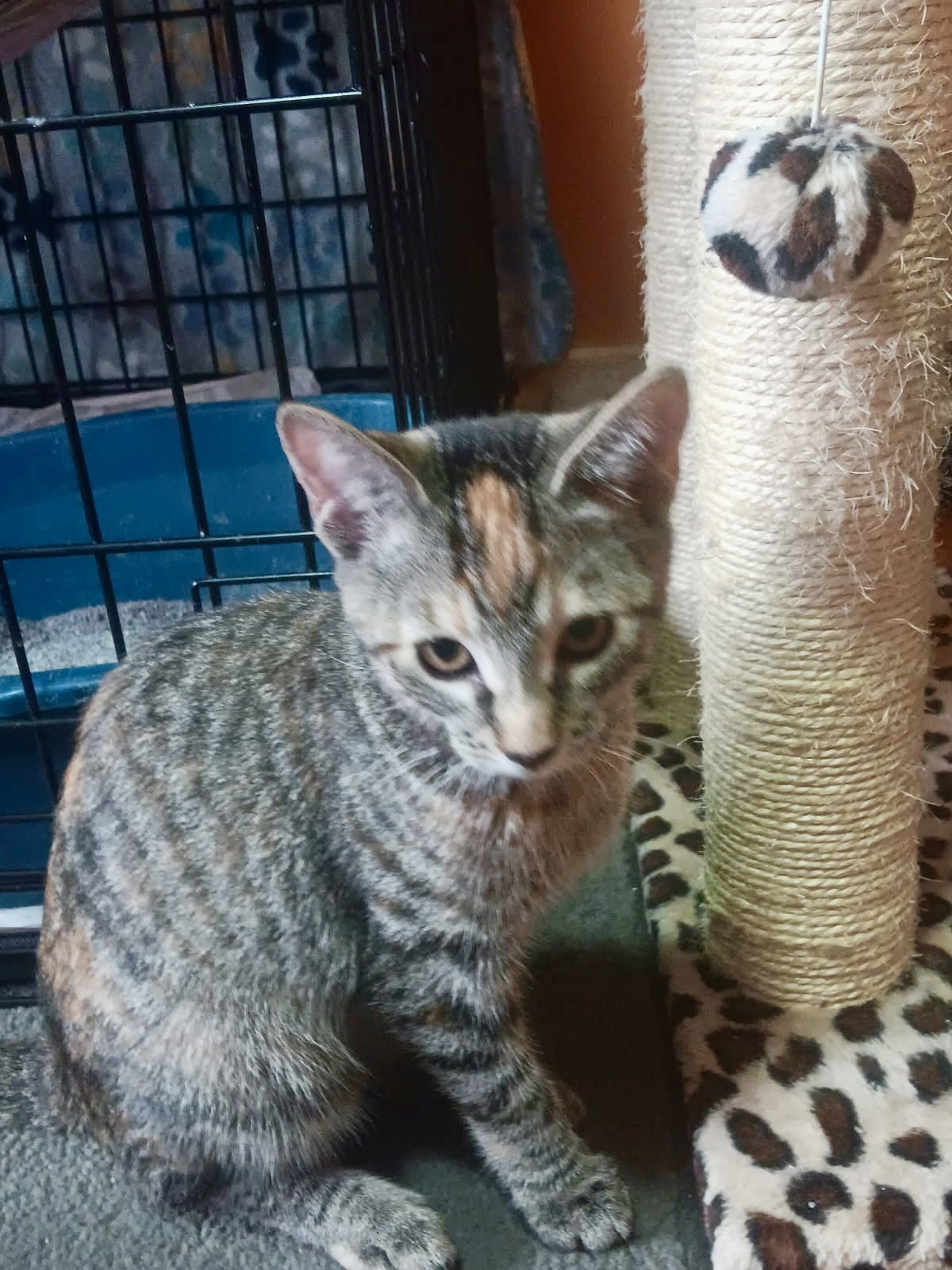 Sandylynn, Domestic Short Hair