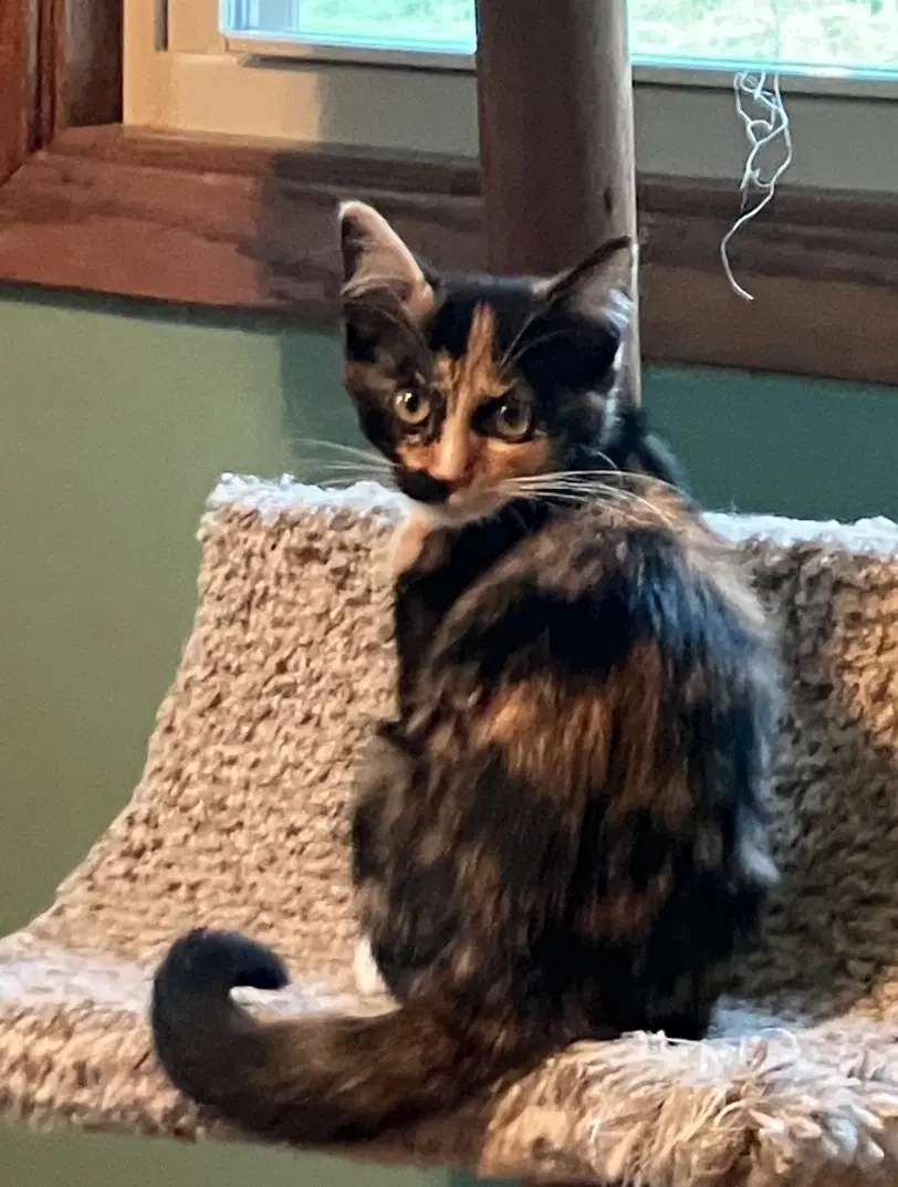 Bocce - Domestic Short Hair