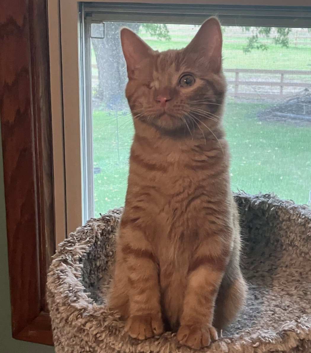 Scratch, Domestic Short Hair