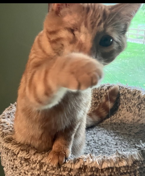 Photo 4 of Scratch