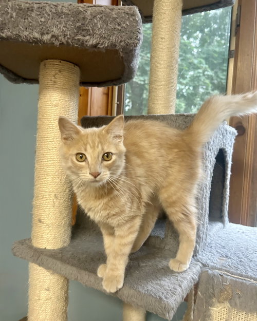 Marigold, a cat for adoption from St. Francis of Assisi Animal Rescue