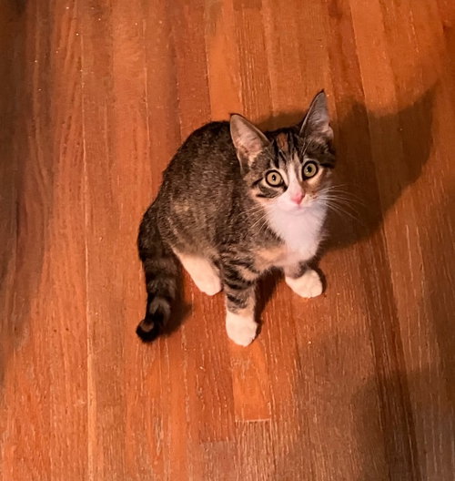 Nichi, a cat for adoption from St. Francis of Assisi Animal Rescue