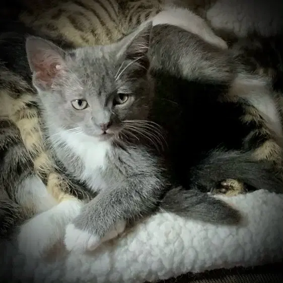 Golly - Domestic Short Hair