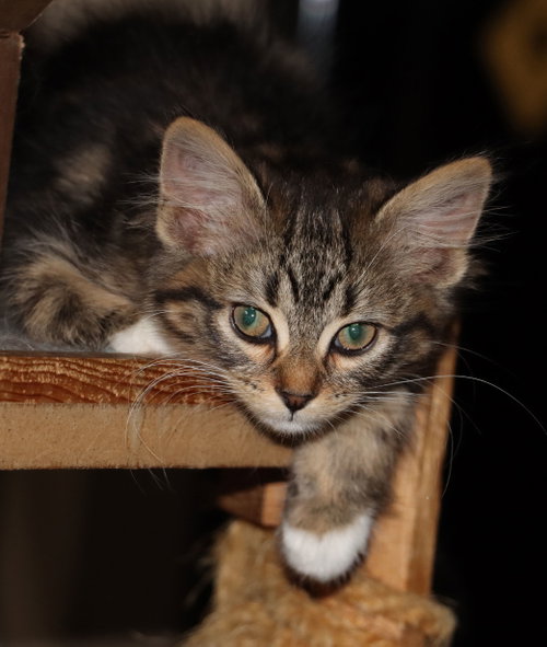 D'Eva, a cat for adoption from St. Francis of Assisi Animal Rescue