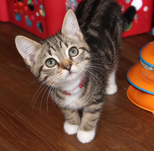 Anjalynn, a cat for adoption from St. Francis of Assisi Animal Rescue
