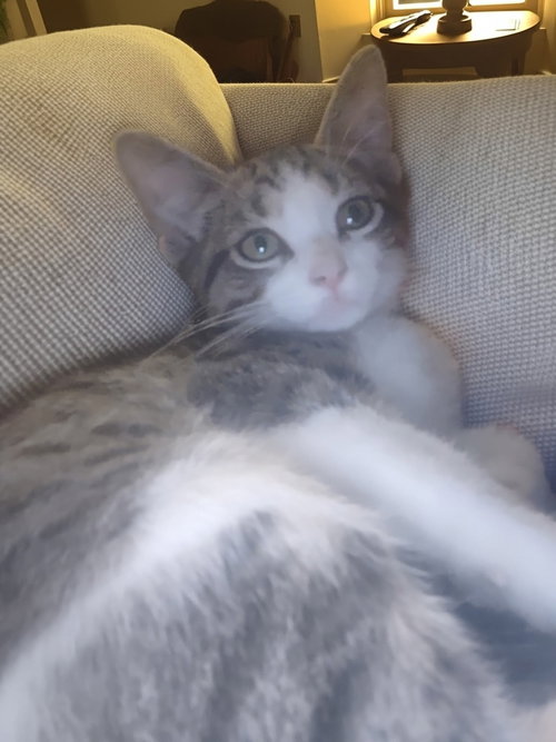 D'Angelo, a cat for adoption from St. Francis of Assisi Animal Rescue