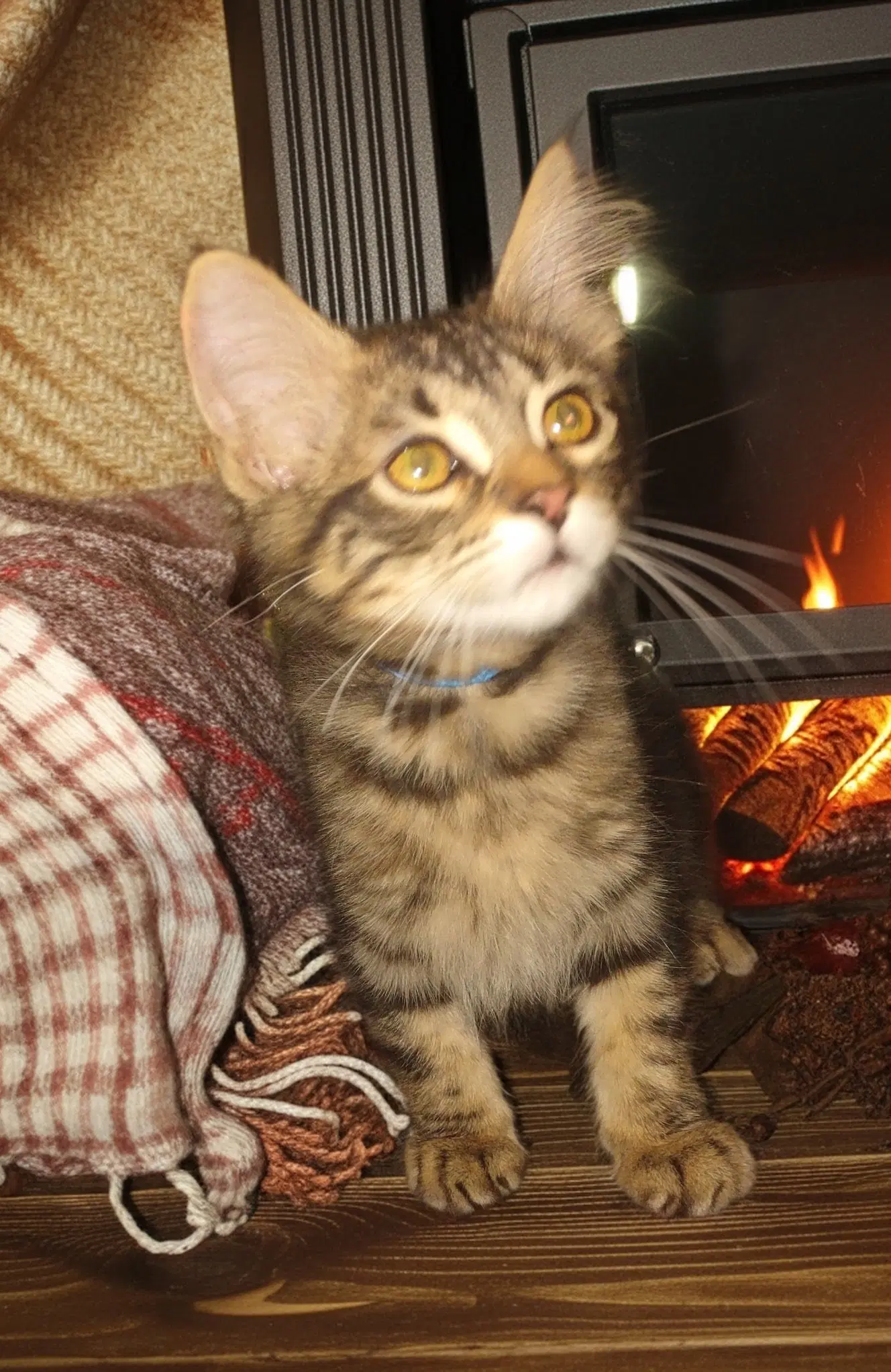 Catrick image 2