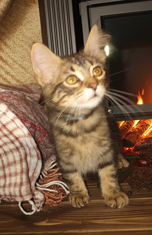 Photo 2 of Catrick