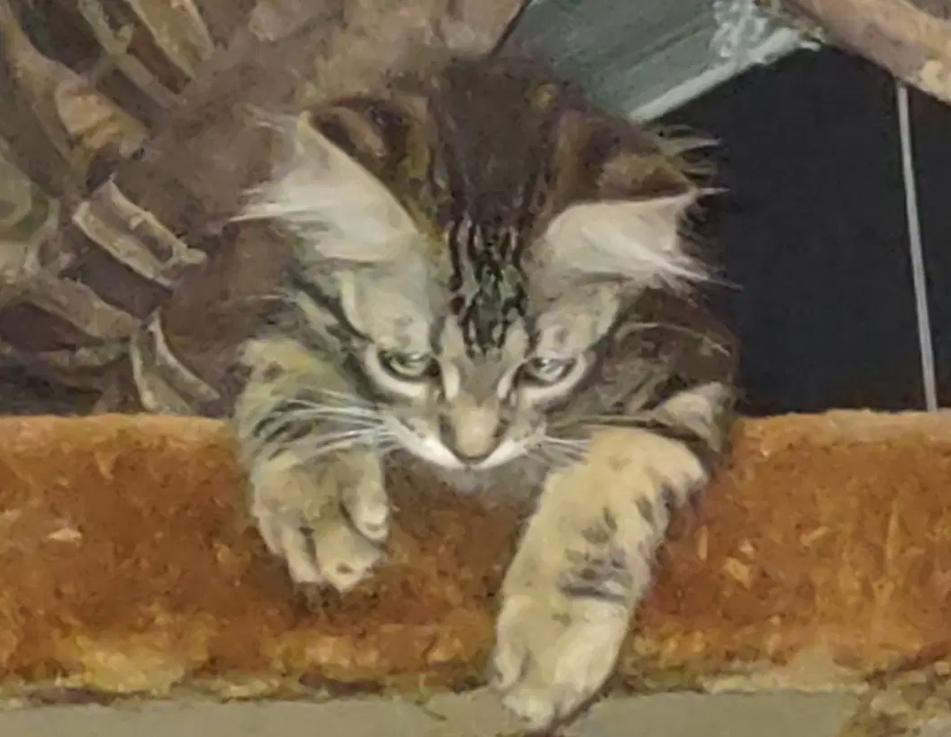 Catrick image 3
