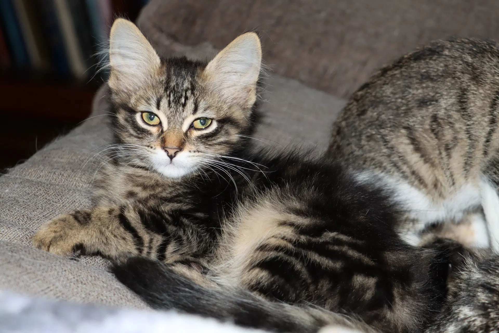 Catrick - Domestic Medium Hair