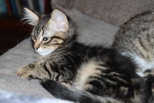 Photo 4 of Catrick