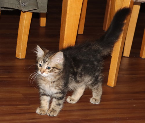 Superfluff, a cat for adoption from St. Francis of Assisi Animal Rescue