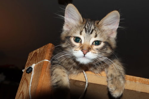 Photo 2 of Superfluff