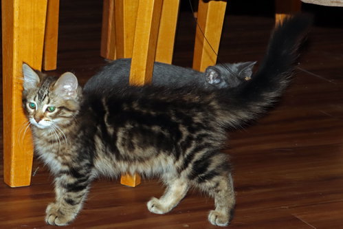 Photo 4 of Superfluff