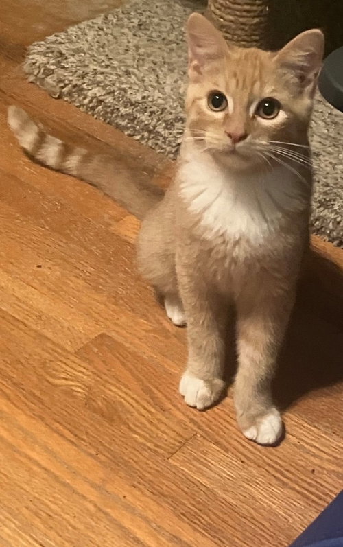 Chito, a cat for adoption from St. Francis of Assisi Animal Rescue