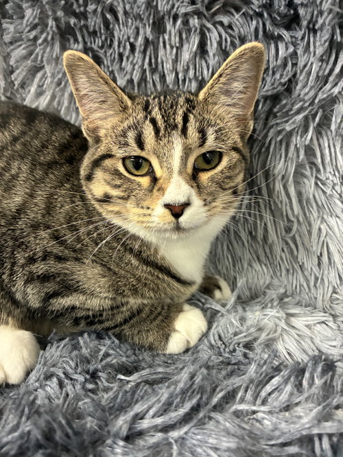 Neon, a cat for adoption from St. Francis of Assisi Animal Rescue