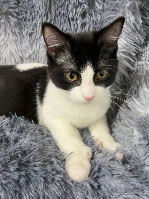 Xenon, a cat for adoption from St. Francis of Assisi Animal Rescue