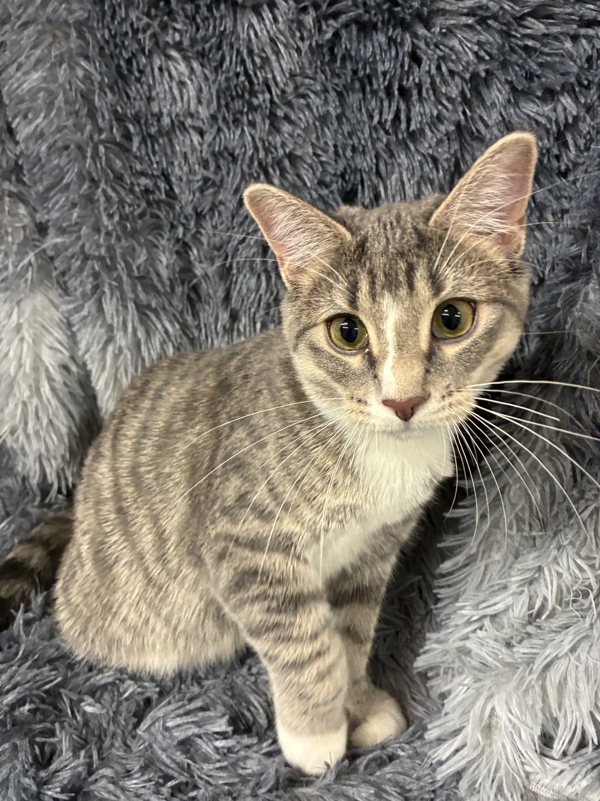 Krypton - Domestic Short Hair