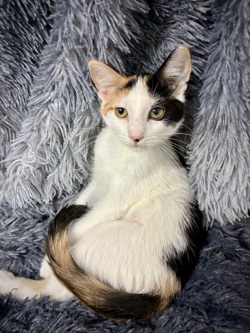 Miss Moneypenny, a cat for adoption from St. Francis of Assisi Animal Rescue