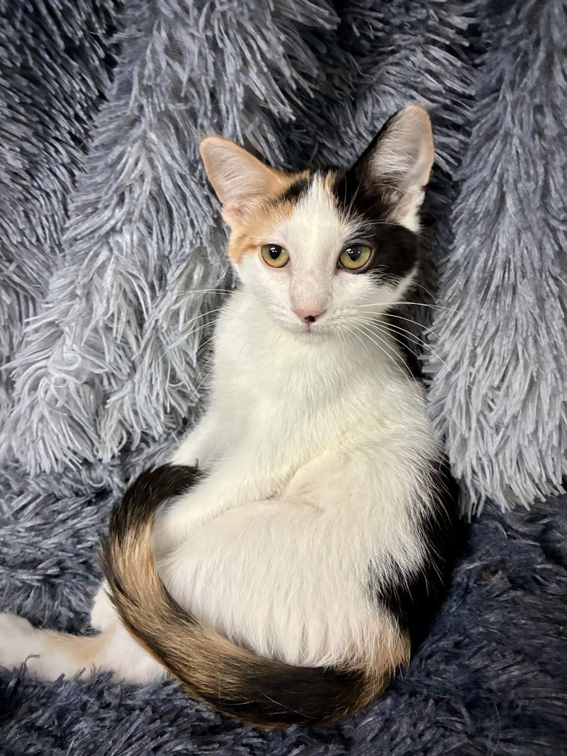Miss Moneypenny, a female kitten up for adoption