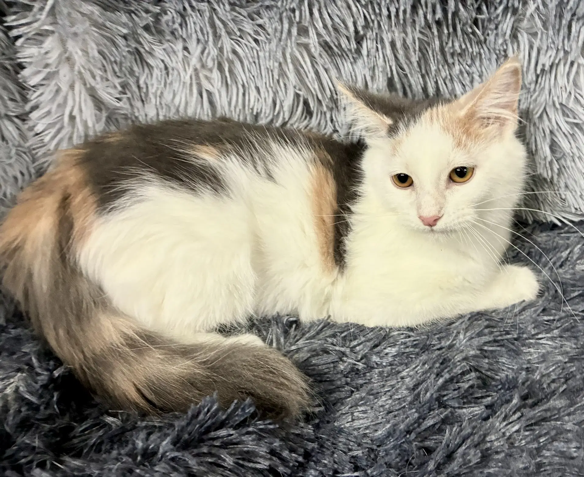 Pussy Galore - Domestic Medium Hair