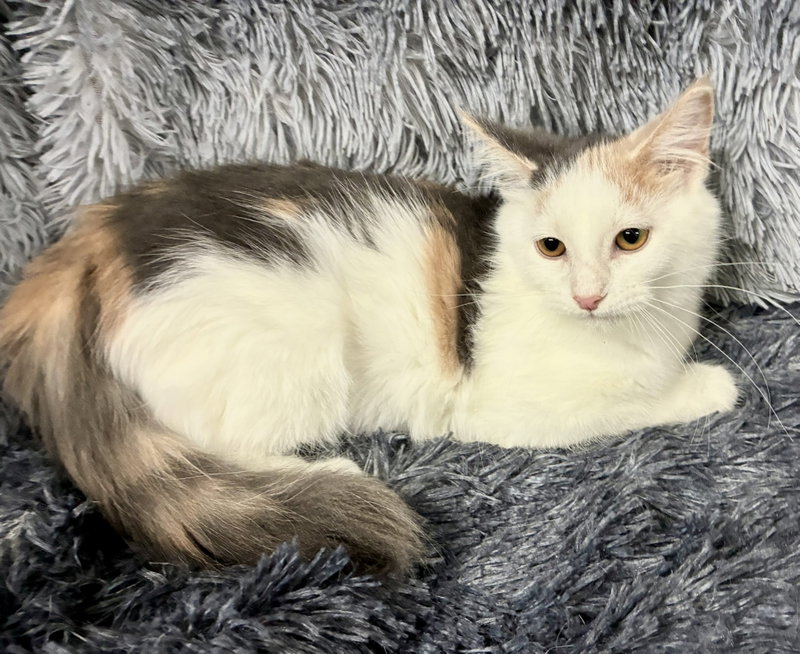 Pussy Galore, a female kitten up for adoption