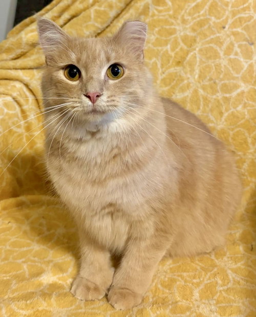 Hemi, a cat for adoption from St. Francis of Assisi Animal Rescue