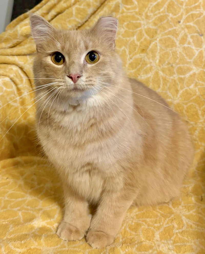 Hemi, a young male cat up for adoption