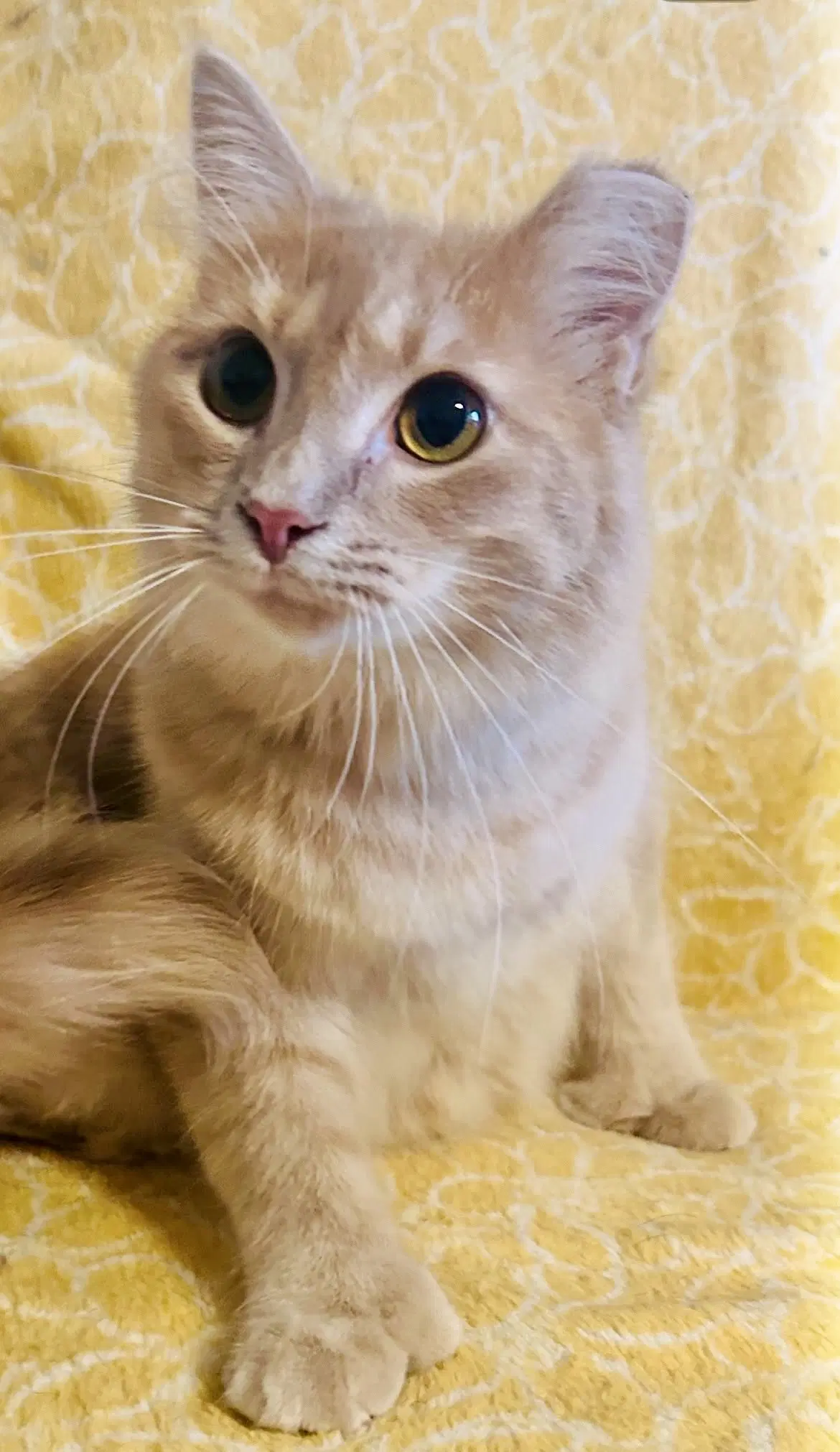 Hemi image 2