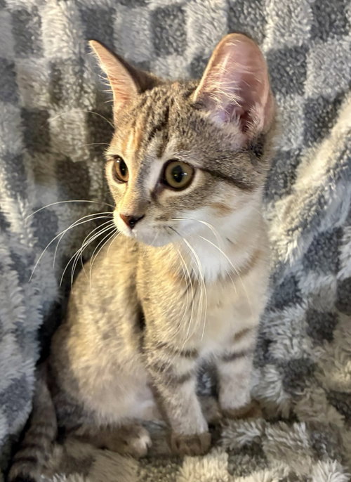 Small Fry, a cat for adoption from St. Francis of Assisi Animal Rescue