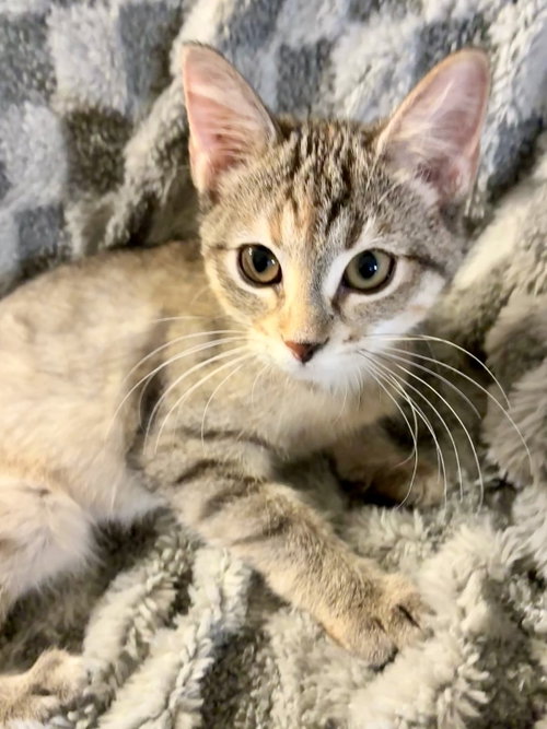 Photo 2 of Small Fry