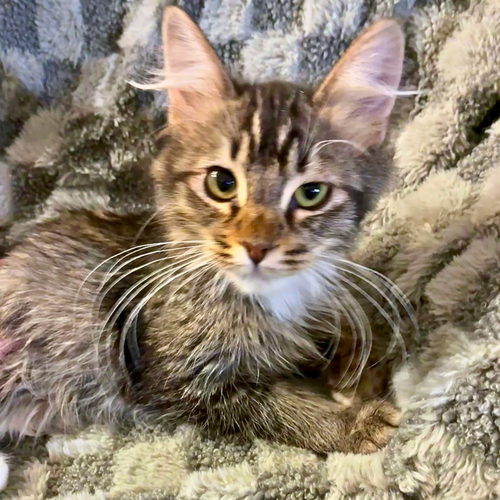 Camry, a cat for adoption from St. Francis of Assisi Animal Rescue
