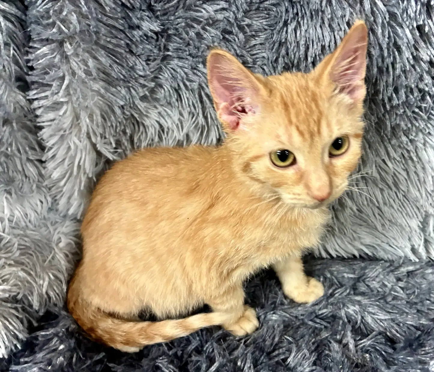 Rooster - Domestic Short Hair