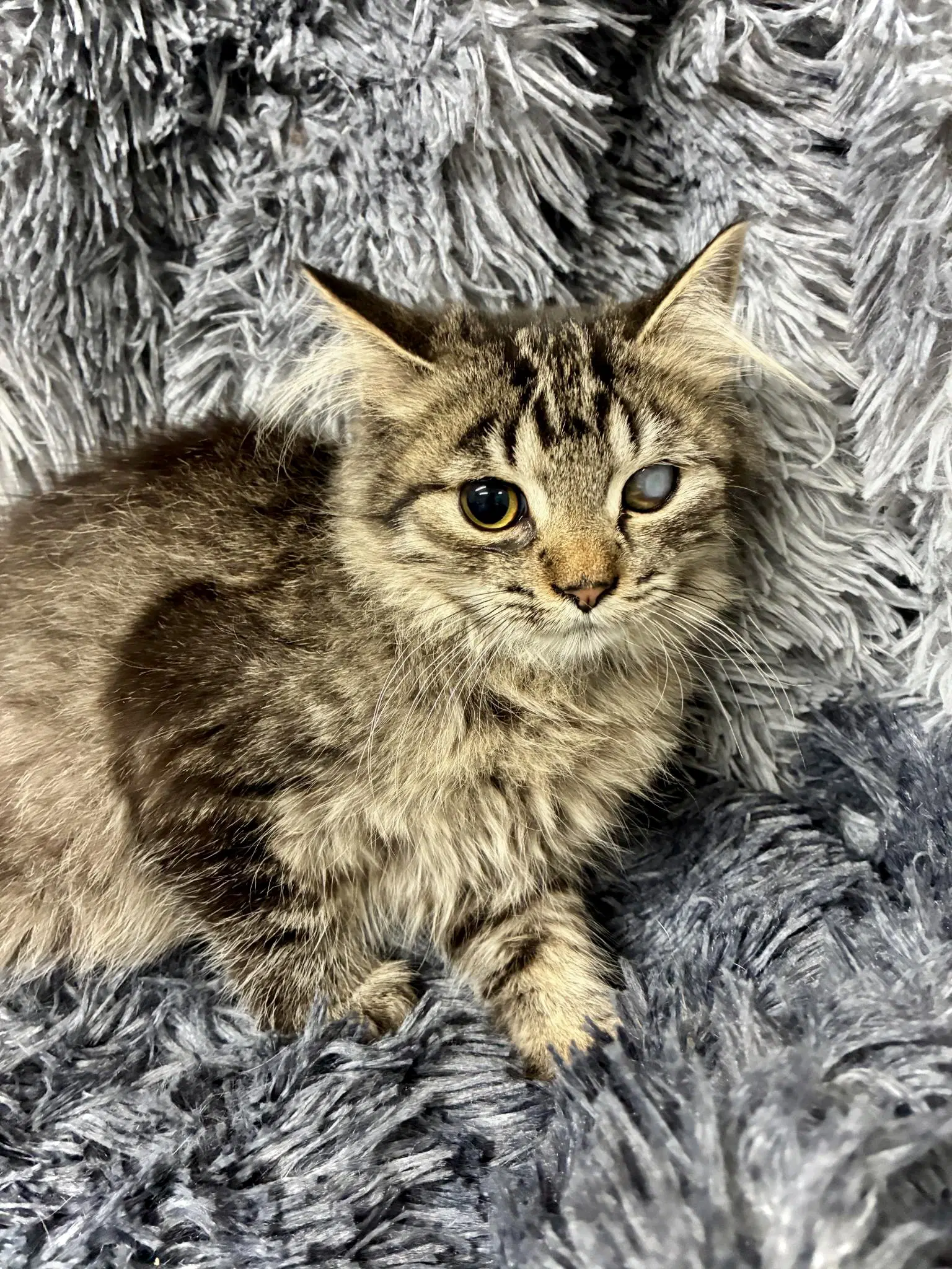 Mattea - Domestic Medium Hair